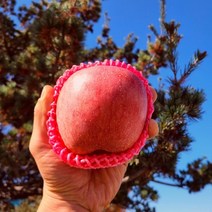 산지직송 경북사과 꿀맛사과 가정용 중과 16-18과 5kg 부사, 상세페이지 참조