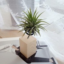 DIY 원목 이오난사 화분, DIY 원목 화분 이오난사 식물 포함