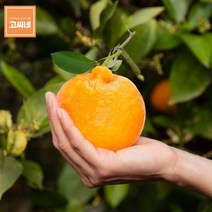 고씨네 프리미엄 한라봉5kg 레드향 천혜향 한라봉레드향 천혜향 한라봉 제주한라봉 제주천혜향 한라봉제철 제주도한라봉 제주레드향 제주도레드향 천혜향제철, 본상품, free