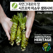 [와사비가게] 첨가물이 없는 자연그대로의 시즈오카 미쇼우 생와사비 70g(강판증정)