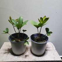 [나인에잇틴]1+1 멕시코소철 소품 85
