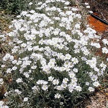 [모야모 꽃씨] 하설초 50립, 소포장 50립