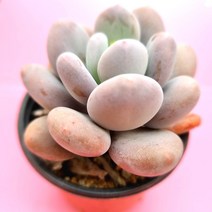 홍미인 키우기 쉬운 실내 거실 다육 식물 화분 랜덤발송, 단품