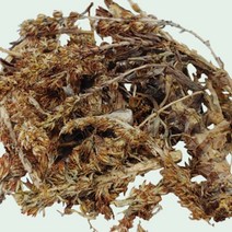 국산 건조 와송 말린 와송 건재 신탑 탑송 바위솔 100g