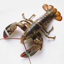 랍스타 자숙 대왕 활 크레이피쉬 스파이니 캐나다 랍스터 구이 회 500g-4.8kg, 활 랍스터 2kg~2.5kg (1미)