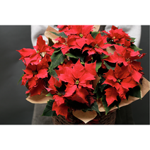 포인세티아 전국 꽃배달서비스 크리스마스 모던라인 겨울철 대표 관엽식물 실내 인테리어, 1개