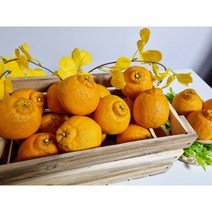 제주 한라봉 5kg 10kg 가정용 벌크, 한라봉 10kg