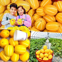 성주 참외 중과 로열과 3kg 4.5kg 9kg 가정용 선물용 고당도 새벽당일수확 산지직송 꿀참외, 성주참외 (중과-로열과) 선물용 9kg