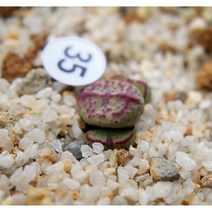 코노피튬 빌로붐 교배종, 1개