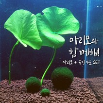 [미초 무료배송이벤트] 귀여운 마리모와 수초 세트 / 수경식물 / 새우 수초 / 모스볼 / 마리모, [추가옵션] 마리모 (특대)
