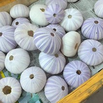조개껍질 자연 성게 껍질 조가비 Tillandsia 화분 Coquillage 분재 지중해 조개 공예 홈 장식, G.G