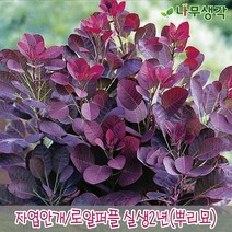 착한가격나무생각 자엽안개/로얄퍼플 실생2년 뿌리묘