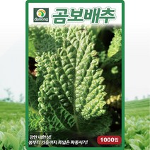 다농 곰보배추 씨앗 1000립