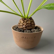 철갑환 중품 5cm 급 - 윤기나는 탄탄한 목대가 멋진 아프리카 괴근식물, 오아지앙팟 완성분 (흑/산백 색상)