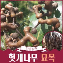 헛개나무 묘목 접목1년생 풍성1호 약용수 특용수 원예 조경용 가든