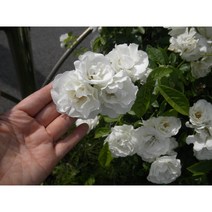 산내들농장 흰겹찔레장미-소품(10센티포트), 1개