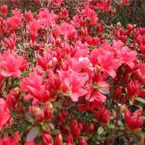 철쭉 영산홍 자산홍 백철, 자산홍분홍