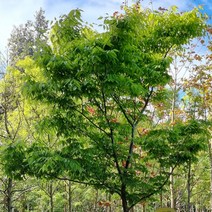 느릅나무 / 비염 약재로 유명한 유근피 나무 / 실1년생 10주묶음 MT13, 10개