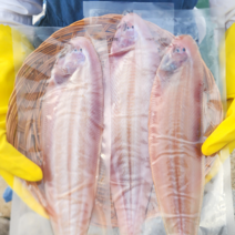 군산 박대 서대 반건조 제철 말린 생선 구이 10마리, 2.군산박대 소(10마리)29cm내외