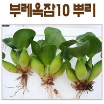 생물농장 부레옥잠(1)