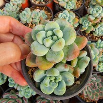 [해뜰다육] 라울(3-) 다육식물 선인장