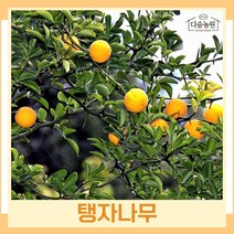 귤나무 묘목 탱자 실생2년생 뿌리묘 10개