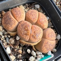 [올식스] C2 4두군생 코노피튬 리톱스 메셈 선인장 화분 거실화분 반려식물 인기다육 다육이 다육식물 공기정화식물 다육이키우기 다육초보 예쁜식물종류 예쁜선인장 미니화분 개업화