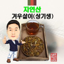 자연산 겨우살이 300g/100g (경북 영천) 야생 국내산 국산 곡기생 상기생, 100g