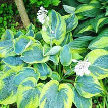 호스타 19cm화분 4종 택1 리버티 킹사이즈 프란시스윌리엄 프래그런트부캐, 4. 프래그런트부캐, 1개