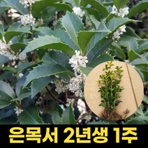 은목서묘목 2년생 1주 조경수 꽃나무