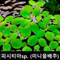 [수초몰] 피시티아 sp. (미니물배추) 부상수초 초보자수초 자연수초, 10개