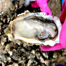 (산지직송) 통영 최상급 하프셀30미 60미 100미/평일 오전11시이전 주문시 당일발송, 90미~100미내외