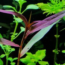 수초 상파울로 레드 20촉