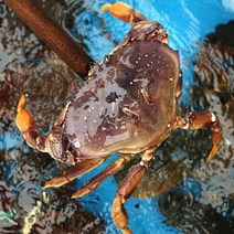 활 던지니스 크랩 항공직송 미국산 대게 택배 하트 게 800g-1.2kg, 1kg~1.2kg, 1개