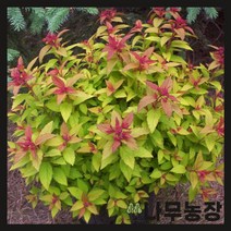 (나무농장) 삼색조팝 5치화분, 1개