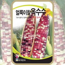 찰옥수수씨앗 얼룩이찰옥수수 종자 100립 채소씨 채소키우기 봄 여름 가을, 단품