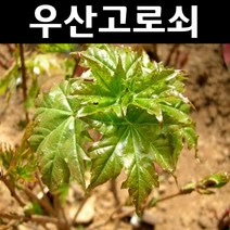 우산고로쇠 나무 묘목 실생2년 뿌리(특) 3개/특용수/약용수