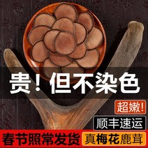 사슴 뿔 조각 정통 한약 재료 인삼 약용 건조 약재, free