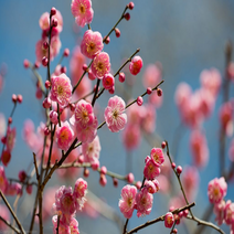 나무마켓 매화나무묘목 특선 접목1년, 옥매화 (접목1년)