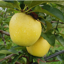 충주사과 시나노골드사과 저탄소인증 껍질째먹는사과 3kg 7/10개, 상세페이지 참조, 상세페이지 참조