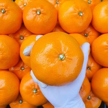 제주 서귀포 한라봉 황금향 레드향 3kg 5kg, 천혜향_당도보장 2kg (10-15과)