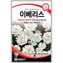 이베리스 씨앗 꽃씨 종자 야생화 씨 꽃 야생초 100알