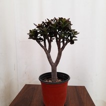 꽃파는 농부 - 염좌12