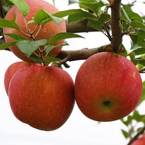 마켓피아 산지직송 청송사과 아삭한 꿀사과 부사 정품 선물용 5kg 10kg, 1박스, 5kg(소과)