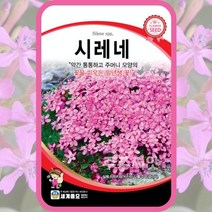 시레네 씨앗 1000립 꽃씨 몰 종자 봄 여름 가을, 단품