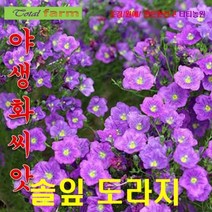 [팝플러스씨앗] 바위틈이나 화분에 적합한 솔잎도라지 보라색 30립