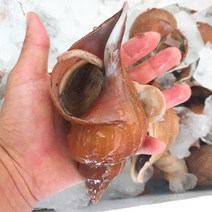 업소용 명주매물고동 심해소라 대나팔고동 왕소라 심해고동 소 중 대 왕특 1kg, <생물>나발고동-왕특1kg” class=”wr-img”></a></div>
</div>
</div>
</div>
<div class=