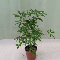 [하늘꽃농원] 실내 공기정화 식물 홍콩야자 우산야자 소품 인테리어 식물, 1개