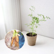 당근 키우기 풀 패키지 재배키트 DIY, 지피포트(1형)