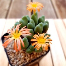 코노피튬 축전 예쁜꽃을 피우는 다육식물1-70